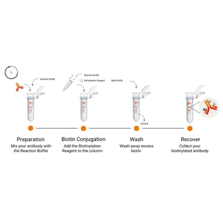 Workflow - Biotinylation Kit (A329044) - Antibodies.com