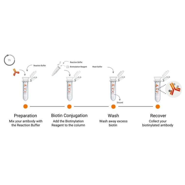 Workflow - Biotinylation Kit (A329044) - Antibodies.com