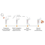Workflow - Biotinylation Kit (A329044) - Antibodies.com