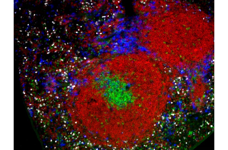 Immunohistochemistry - StreptaClick® Antibody Labeling and Biotinylation Kit - 2 Color (A329045) - Antibodies.com
