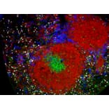 Immunohistochemistry - StreptaClick® Antibody Labeling and Biotinylation Kit - 2 Color (A329045) - Antibodies.com