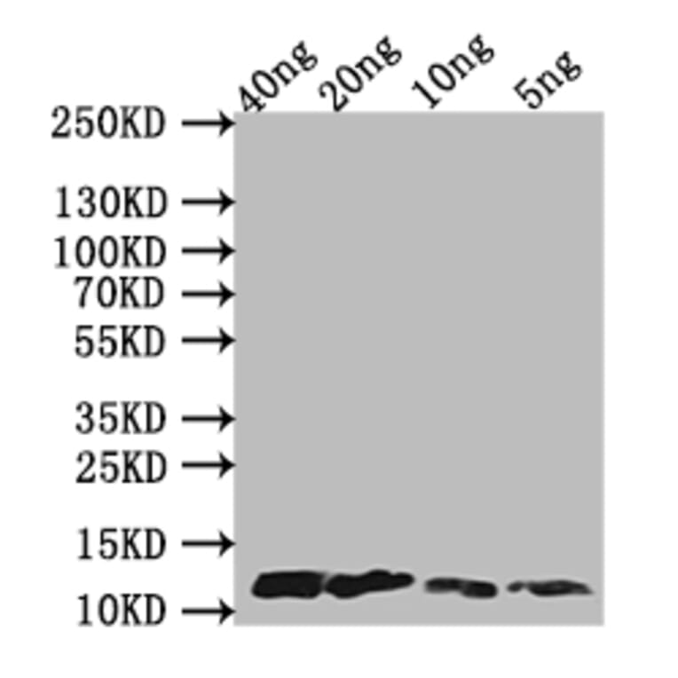 Western Blot - Anti-Monkeypox Virus A29L Antibody (A329054) - Antibodies.com