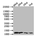 Western Blot - Anti-Monkeypox Virus A29L Antibody (A329054) - Antibodies.com