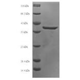 Western Blot - Recombinant Human APOBEC3A Protein (N-Terminal 6x His-SUMO Tag) (A329055) - Antibodies.com