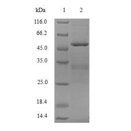 Western Blot - Recombinant Human APOBEC3C Protein (N-Terminal GST Tag) (A329057) - Antibodies.com