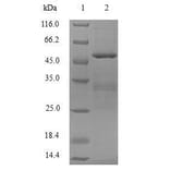 Western Blot - Recombinant Human APOBEC3C Protein (N-Terminal GST Tag) (A329057) - Antibodies.com