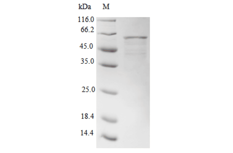 Western Blot - Recombinant Human APOBEC3G Protein (N-Terminal 6x His-SUMO Tag) (A329058) - Antibodies.com