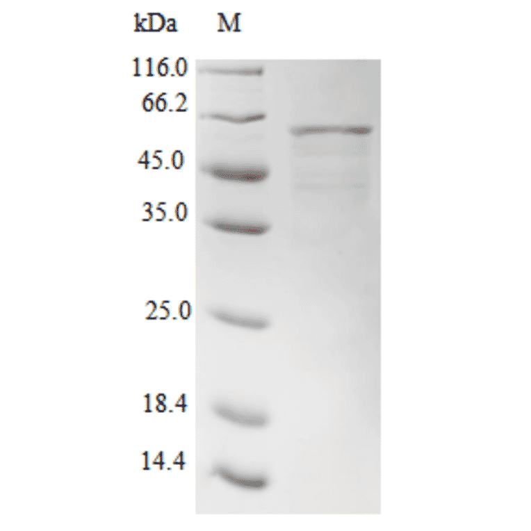Western Blot - Recombinant Human APOBEC3G Protein (N-Terminal 6x His-SUMO Tag) (A329058) - Antibodies.com