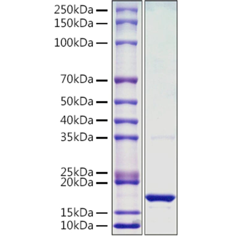 SDS-PAGE - Recombinant Monkeypox virus L1R Protein (C-terminal His Tag) (A329067) - Antibodies.com