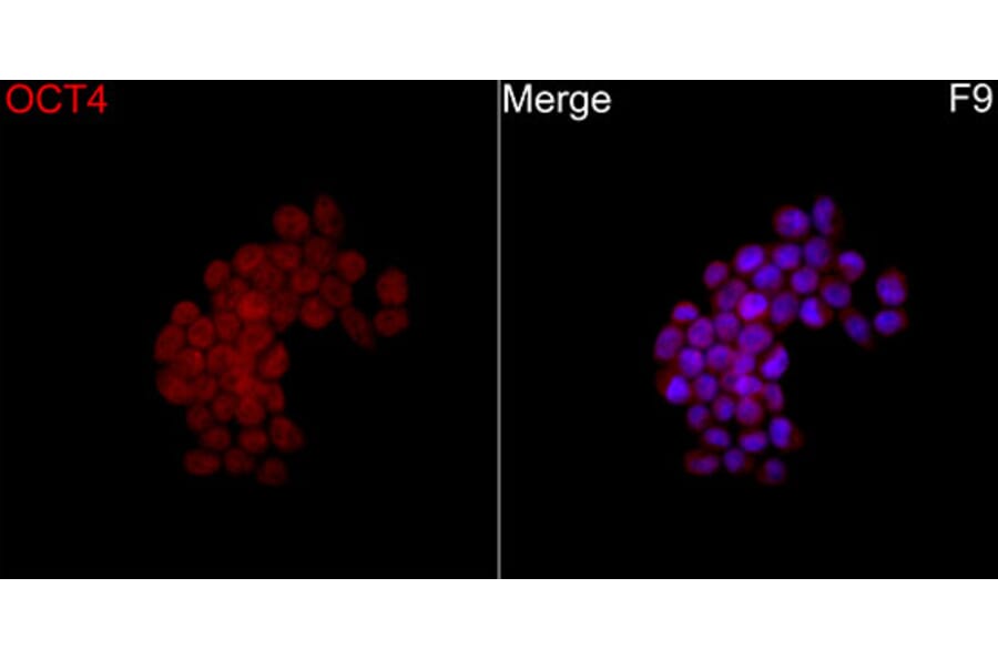 Immunofluorescence - Anti-OCT4 Antibody (A329072) - Antibodies.com