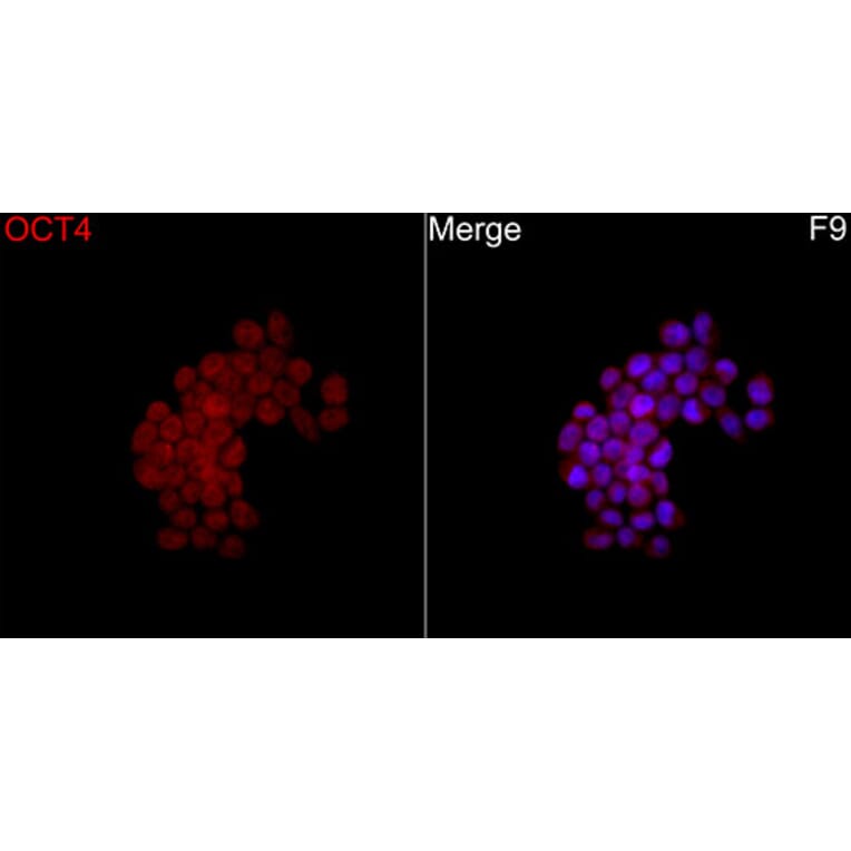 Immunofluorescence - Anti-OCT4 Antibody (A329072) - Antibodies.com