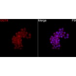 Immunofluorescence - Anti-OCT4 Antibody (A329072) - Antibodies.com