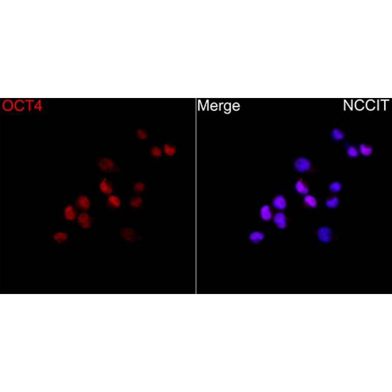 Immunofluorescence - Anti-OCT4 Antibody (A329072) - Antibodies.com
