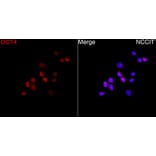 Immunofluorescence - Anti-OCT4 Antibody (A329072) - Antibodies.com