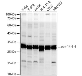 Western Blot - Anti-14-3-3 theta Antibody (A329073) - Antibodies.com