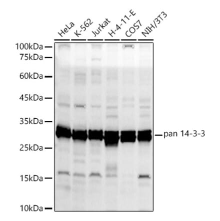 Western Blot - Anti-14-3-3 theta Antibody (A329073) - Antibodies.com