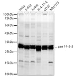 Western Blot - Anti-14-3-3 theta Antibody (A329073) - Antibodies.com