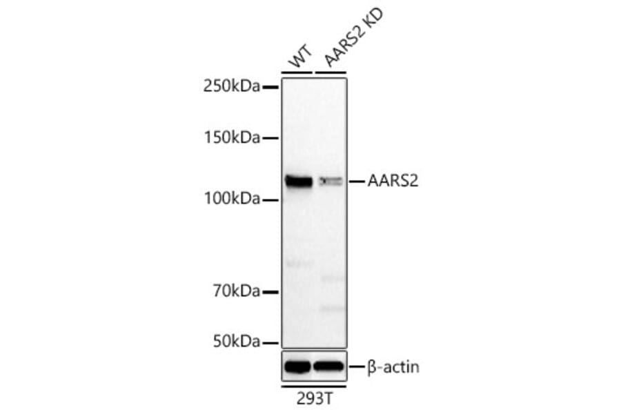 Western Blot - Anti-AARS2 Antibody (A329078) - Antibodies.com