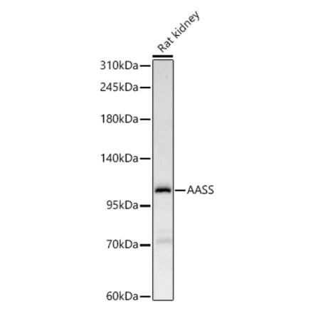 Western Blot - Anti-AASS Antibody (A329079) - Antibodies.com