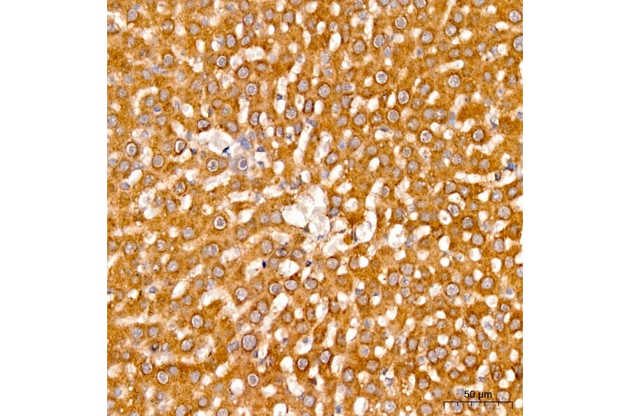 Immunohistochemistry - Anti-AASS Antibody (A329079) - Antibodies.com