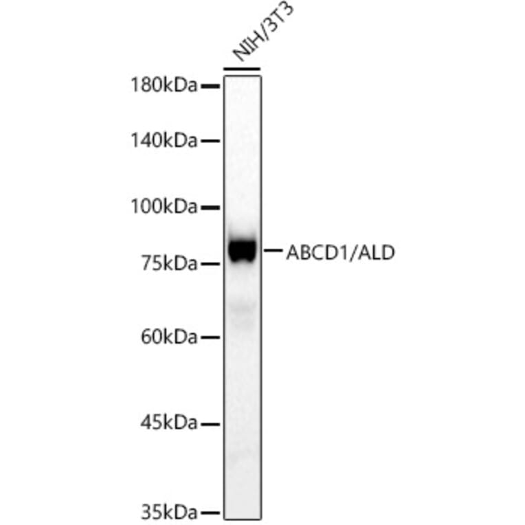 Western Blot - Anti-ABCD1 Antibody [ARC3076] (A329081) - Antibodies.com