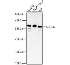 Western Blot - Anti-ABHD6 Antibody (A329082) - Antibodies.com
