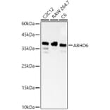 Western Blot - Anti-ABHD6 Antibody (A329082) - Antibodies.com