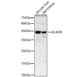 Western Blot - Anti-ACAD8 Antibody (A329085) - Antibodies.com