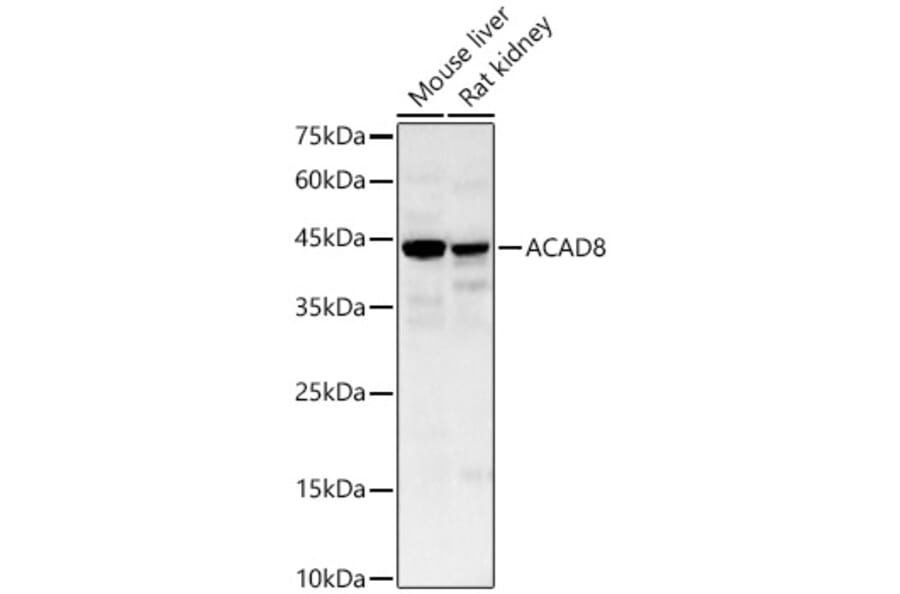 Western Blot - Anti-ACAD8 Antibody (A329085) - Antibodies.com