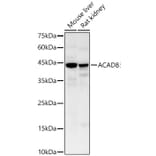 Western Blot - Anti-ACAD8 Antibody (A329085) - Antibodies.com