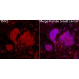 Immunofluorescence - Anti-ACK1 Antibody (A329088) - Antibodies.com