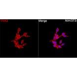 Immunofluorescence - Anti-ACK1 Antibody (A329088) - Antibodies.com