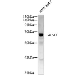 Western Blot - Anti-ACSL1 Antibody (A329090) - Antibodies.com