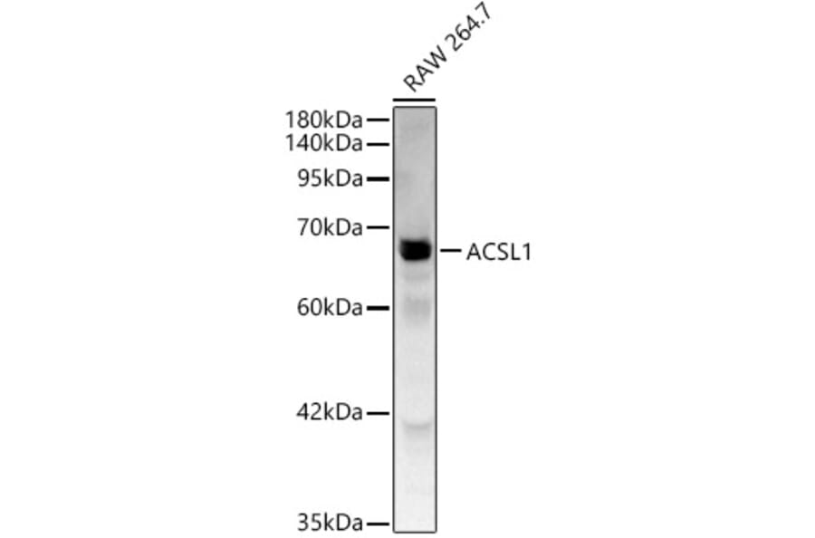 Western Blot - Anti-ACSL1 Antibody (A329090) - Antibodies.com