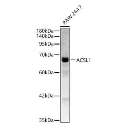 Western Blot - Anti-ACSL1 Antibody (A329090) - Antibodies.com