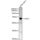 Western Blot - Anti-ACSL1 Antibody (A329090) - Antibodies.com