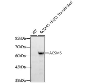 Western Blot - Anti-ACSM5 Antibody (A329092) - Antibodies.com