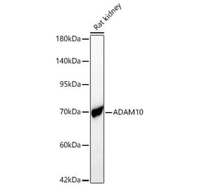 Western Blot - Anti-ADAM10 Antibody (A329095) - Antibodies.com