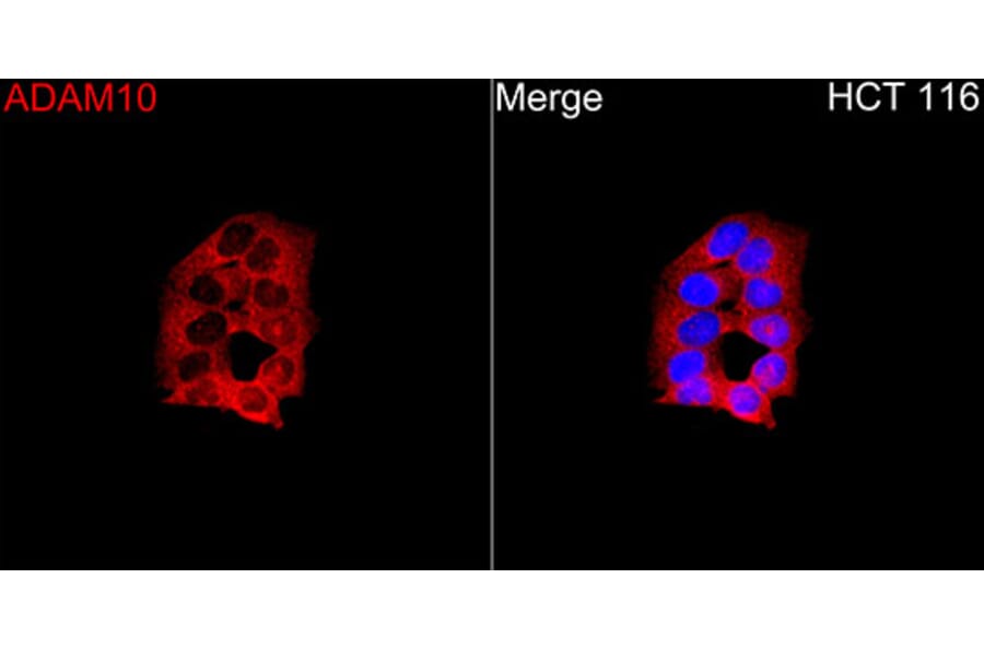 Immunofluorescence - Anti-ADAM10 Antibody (A329095) - Antibodies.com