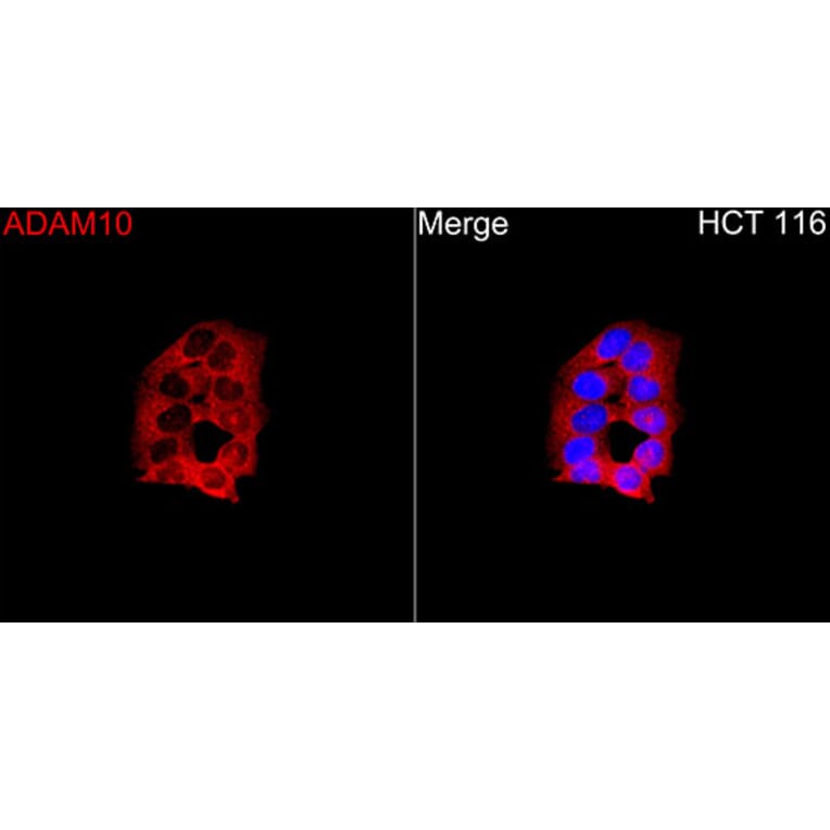 Immunofluorescence - Anti-ADAM10 Antibody (A329095) - Antibodies.com