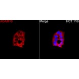 Immunofluorescence - Anti-ADAM10 Antibody (A329095) - Antibodies.com