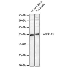 Western Blot - Anti-Adenosine A3 Receptor Antibody (A329096) - Antibodies.com