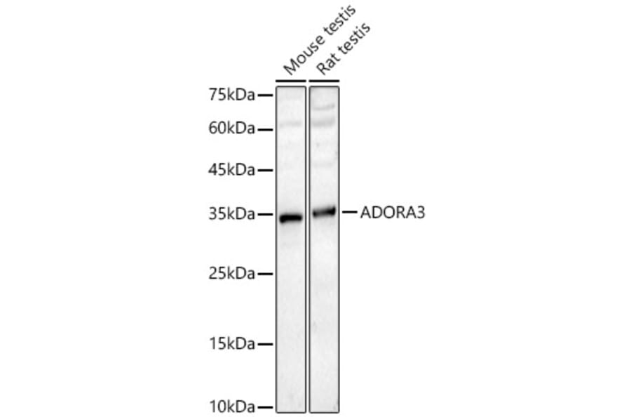 Western Blot - Anti-Adenosine A3 Receptor Antibody (A329096) - Antibodies.com