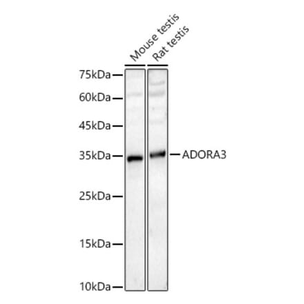 Western Blot - Anti-Adenosine A3 Receptor Antibody (A329096) - Antibodies.com