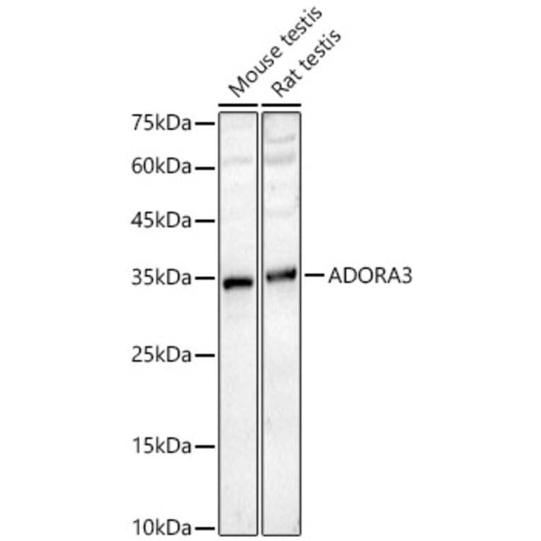 Western Blot - Anti-Adenosine A3 Receptor Antibody (A329096) - Antibodies.com