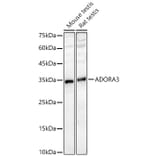 Western Blot - Anti-Adenosine A3 Receptor Antibody (A329096) - Antibodies.com