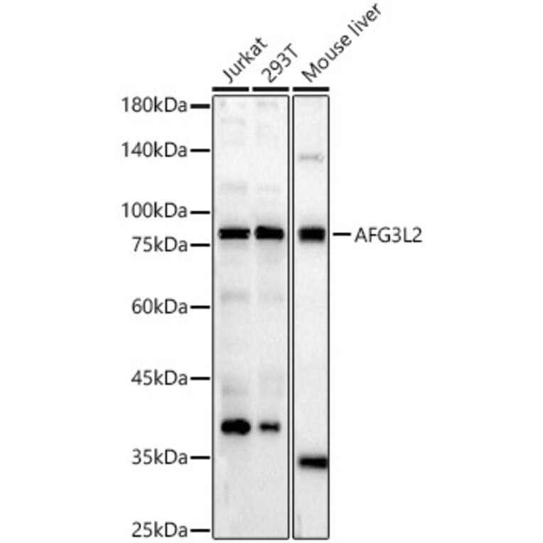 Western Blot - Anti-AFG3L2 Antibody (A329102) - Antibodies.com