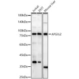 Western Blot - Anti-AFG3L2 Antibody (A329102) - Antibodies.com