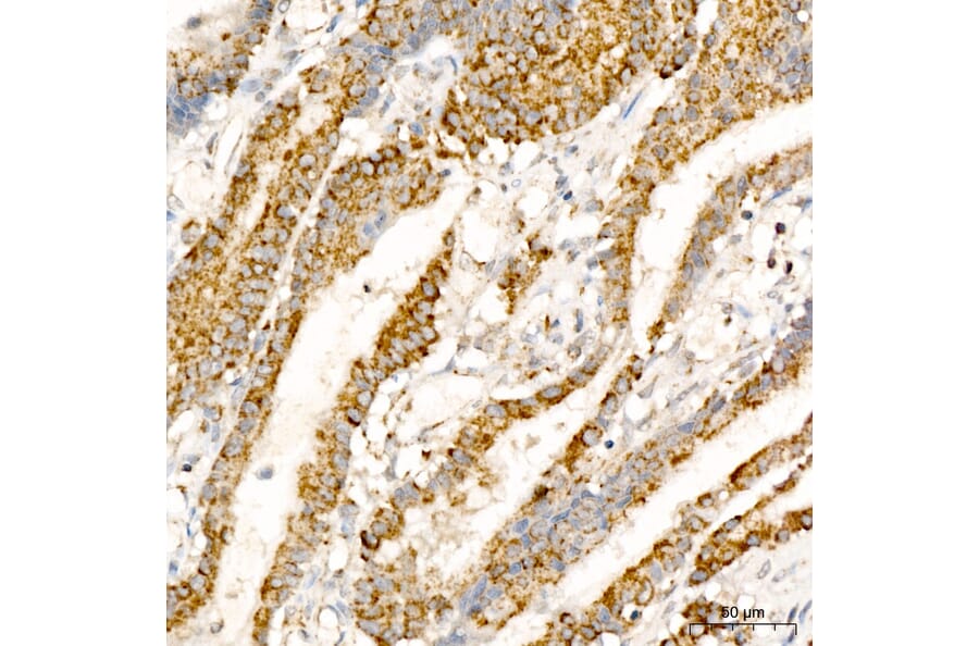 Immunohistochemistry - Anti-AFG3L2 Antibody (A329102) - Antibodies.com