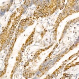 Immunohistochemistry - Anti-AFG3L2 Antibody (A329102) - Antibodies.com